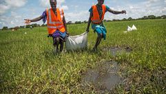 الزراعة في السودان- جيتي