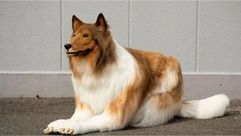 ياباني يتحول الى كلب. جعل شركة تصمم له زيا شبيها جدا باكلاب