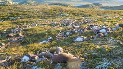 حوالى 323 حيوانا نافقا من الرنة البرية بعد ان ضربتها صاعقة في هضبة هاردانجيرفيدا المحمية في جنوب الن