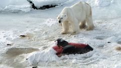 ألزمت السلطات النروجية مرشدا سياحيا بدفع غرامة قدرها 1300 يورو لأنه تسبب بإزعاج دب قطبي أبيض في جزر 