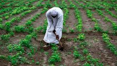 السودان  الزراعة  الفلول السوداني  جيتي