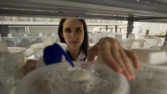 عالمة الأحياء البرتغالية صوفيا بينتو تعمل على البعوض المعالج جينيا
