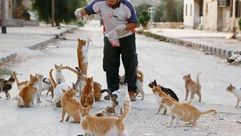 علاء حلب قطط