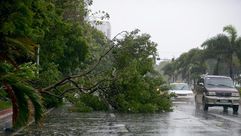 شجرة اقتلعها الاعصار راماسون في مانيلا في 16 تموز/يوليو 2014