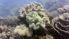 صورة تعود الى ايلول/سبتمبر 2014 لحيونات مرجان في الحيد المرجاني الاعظم في استراليا