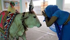 ولايات في الهند تفرض قوانين تمنع ذبح الأبقار بسبب تقديسها- أرشيفية