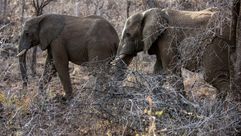 لقي فردان من الروهينغا كانا نائمين تحت شوادر مصرعهما في هجوم لفيلة في جنوب بنغلادش