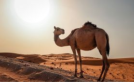 الجمل جمال جمال الجمال- جيتي
