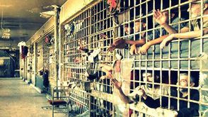 تعبيرية سجن سوريا