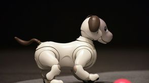 روبوت "أيبو" هو كلب أبيض يبلغ طوله 30 سنتمترا موصول بالانترنت ومزود بتقنية الذكاء الاصطناعي