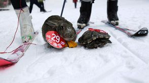 سلحفاة وارنب من حيوانات الرفقة يتنافسان في مسابقة تزلج في سانمشيا بولاية هينان شمال الصين في 12 كانو