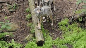تعتزم كندا القضاء على حوالى 184 ذئبا رماديا في مقاطعة بريتش كولومبيا في غرب البلاد بهدف حماية قطعان 