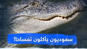سعوديون يأكلون تمساحا!