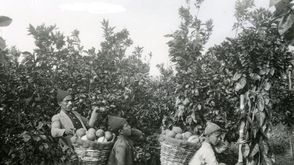 عمال في بيارة برتقال  في يافا عام 1930
