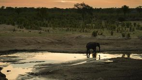 فيل في حديقة هوانغي الوطنية في زيمبابوي