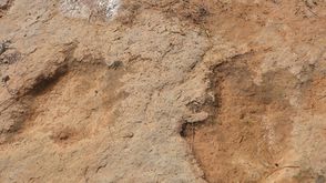 اكتشاف آثار ديناصورات في تونس ـ الأناضول