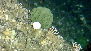 كشفت دراسة حديثة أن اسفنجة البحر هي السلف الأقدم لكل الحيوانات الحية على الأرض في ما يحسم واحدا من ا
