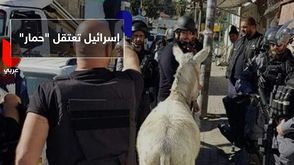 	إسرائيل تعتقل "حمار"