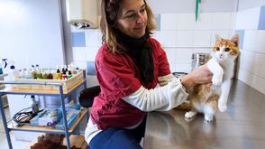 القطة التي اسيئت معاملتها تخضع للعناية في مركز حماية الحيوانات