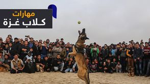 مهارات كلاب غزة