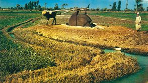 قطاع الزراعة المصري ـ أرشيفية