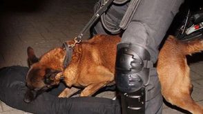 كلب بوليسي هولندي يهاجم متظاهرا تركيا أمام قنصلية بلاده- تويتر
