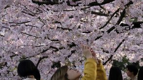 مشاة يعاينون أزهار الكرز المتفتحة في شوارع العاصمة اليابانية طوكيو في 27 آذار/مارس 2019