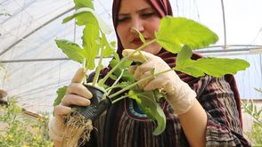 فلسطين  مزارعة  (عربي21)