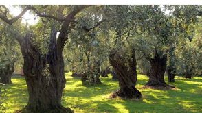 أشجار الزيتون في فلسطين (عربي21)