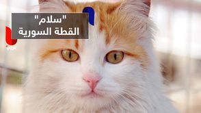 "سلام" القطة السورية
