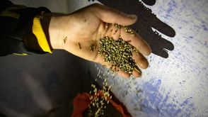 مزارع مغربي يعرض حبوب القنب في كتامة في الريف المغربي في الثامن من نيسان/أبريل 2021