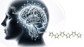 الدماغ- موقع أوكيناو