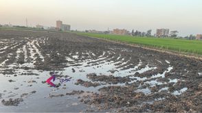 مصر - الأسمدة - عربي21