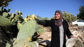 في فلسطين يتحلون بالصبر ويأكلونه ـ الأناضول