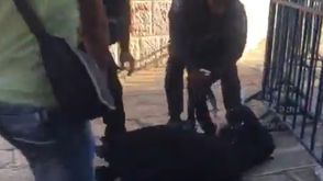 جنود الاحتلال يضربون فتاة- يوتيوب