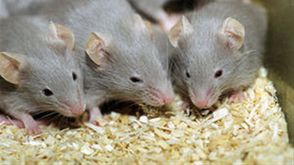 فئران أليفة - أرشيفية