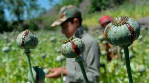 GettyImages- أفغانستان مخدرات أفيون زراعة