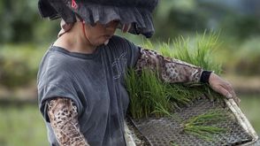 عاملة في حقل ارز يعتمد الزراعة العضوية شمال هونغ كونغ في 6 آب/اغسطس 2014