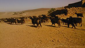 المغرب ماشية  رعي أغنام غنم أرشيفية من النت