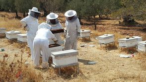نساء ينتجن العسل - فلسطين - عربي21 (1)