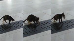 القط في المسجد النبوي - أرشيفية