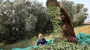 الفلسطينيون يبدءون موسم حصاد الزيتون