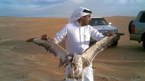 صيد طير الحبارى يمثل أحد أبرز معالم الخليج - عربي21