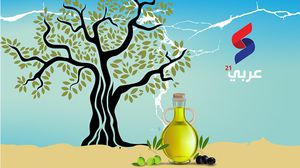 تعتبر شجرة الزيتون أحد أعمدة الاقتصاد الفلسطيني - عربي21