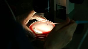 توصل علماء يابانيون إلى تشكيل بويضات في المختبر من فئران أنجبت نسلا خصبا بعد تلقيحها، في إطار مبادرة