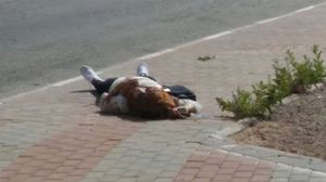 جنود الاحتلال عمدوا لإطلاق النار على الفتاة رغم سقوطها على الأرض