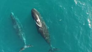 يسعى علماء لإدخال الطائرات من دون طيار مستقبلا لمعرفة حياة الحيتان بشكل أكبر - يوتيوب
