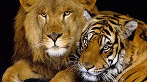 الأسد والنمر أبرز الحيوانات المفترسة في العالم - أرشيفية