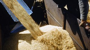 خسرت الولايات المتحدة الكثير من حصتها من مبيعات القمح إلى مصر- جيتي
