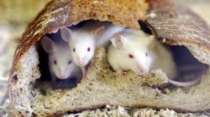 علماء قالوا إنه من غير المرجح أن تكتسب الفئران صفات أو سلوكيات بشرية بعد التجربة- جيتي 